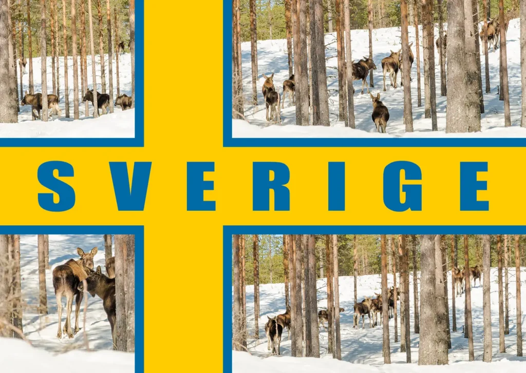 Sweden Moose Postcard Front
