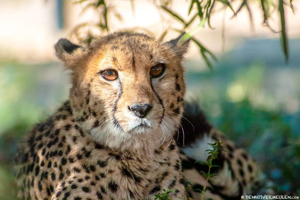 Cheetah - South Africa