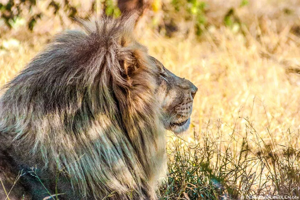 Lion - South Africa